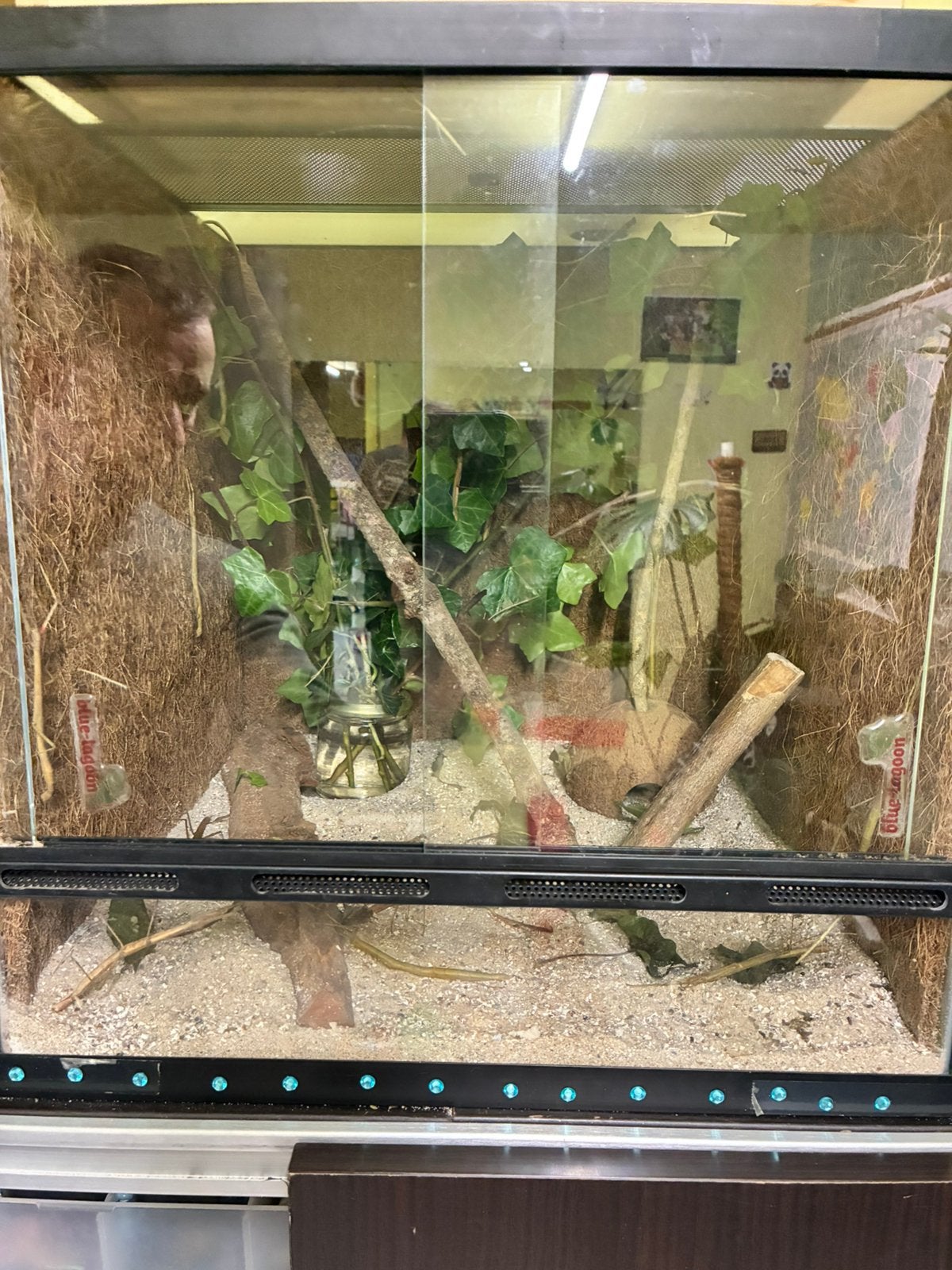 Terrarium met wandelende takken, Dieren en Toebehoren, Ophalen, Zo goed als nieuw