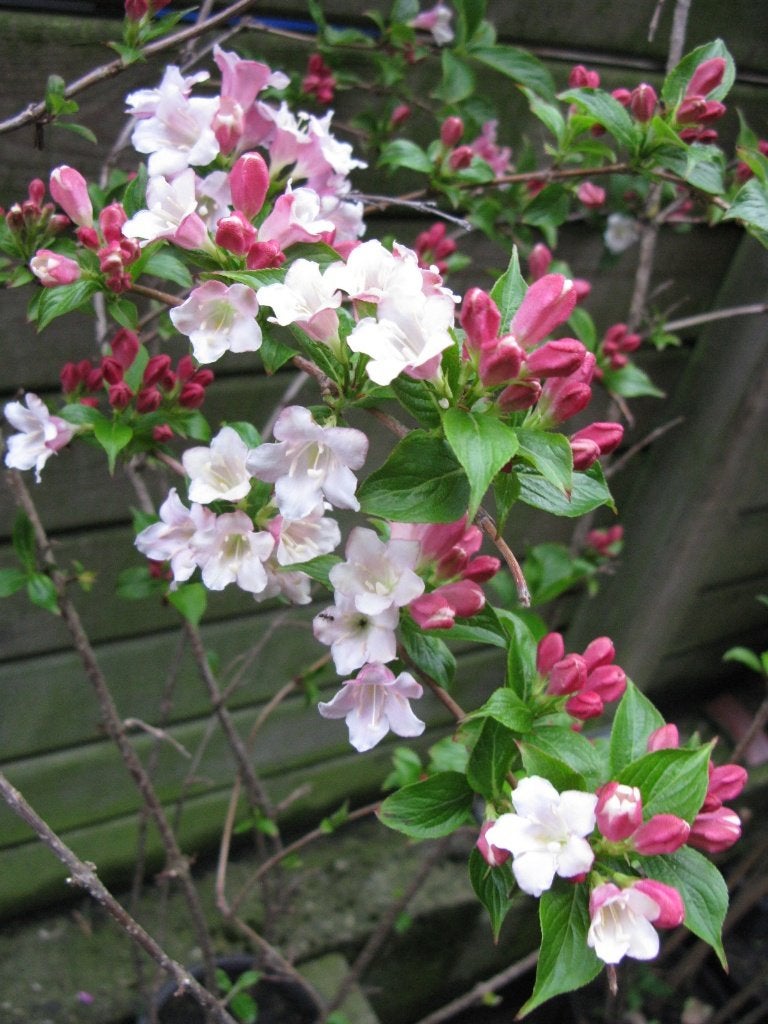 Weigelia rose, Tuin en Terras, Ophalen, Overige soorten, Struik, 250 cm of meer