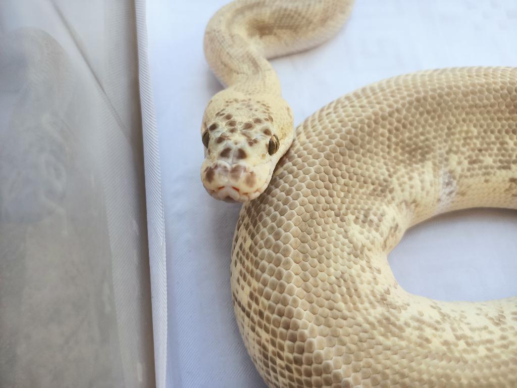 Python royal, Dieren en Toebehoren, Slang, Tam, 3 tot 6 jaar