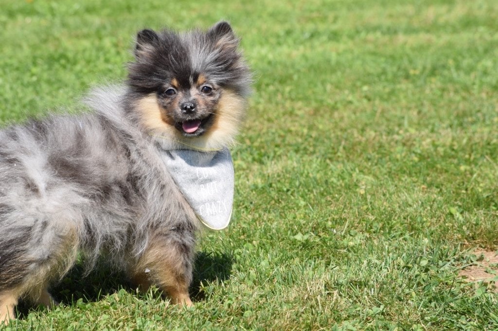 Keeshond , dwergkees , Spitz ,Pomeriaan pup, Dieren en Toebehoren, België, Keeshond, 8 tot 15 weken, Meerdere