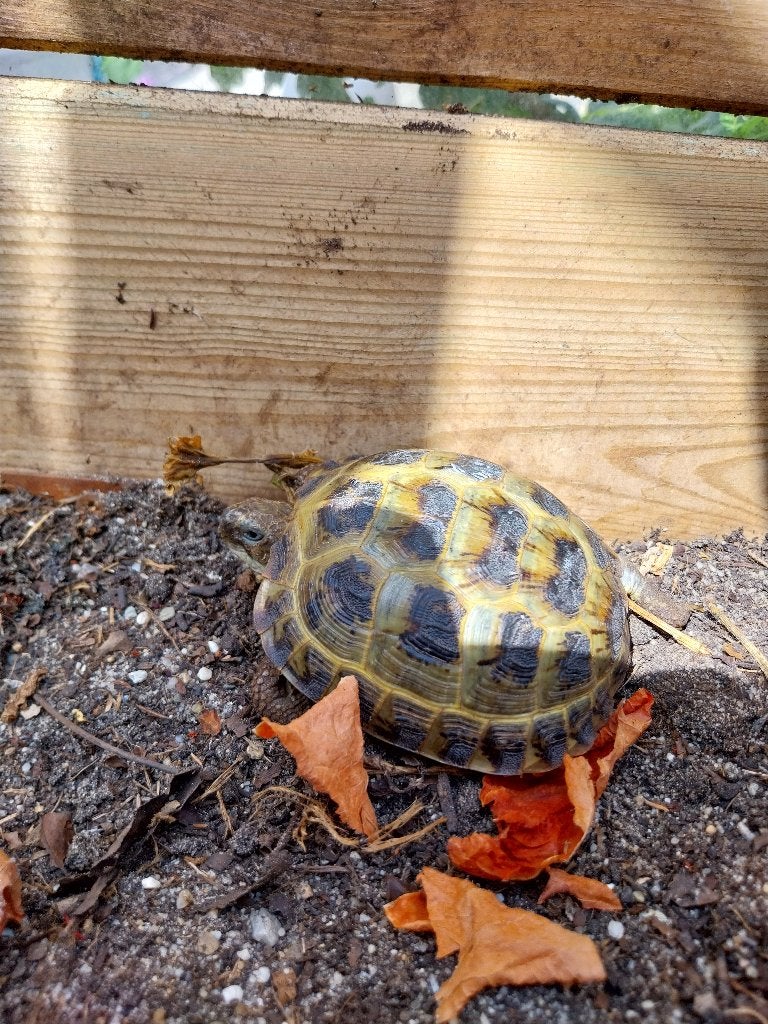 Diverse vierteenschildpadden