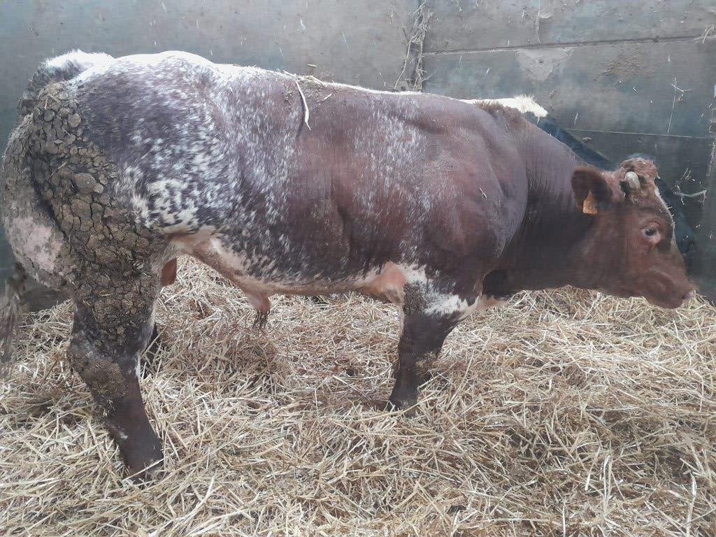 Stier rood witte rug, Dieren en Toebehoren, Mannelijk, 0 tot 2 jaar