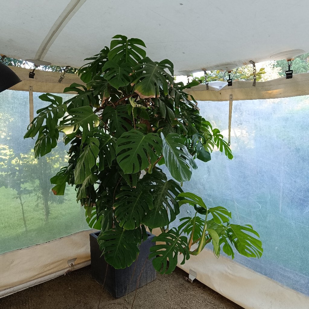 planten, Ophalen, Halfschaduw