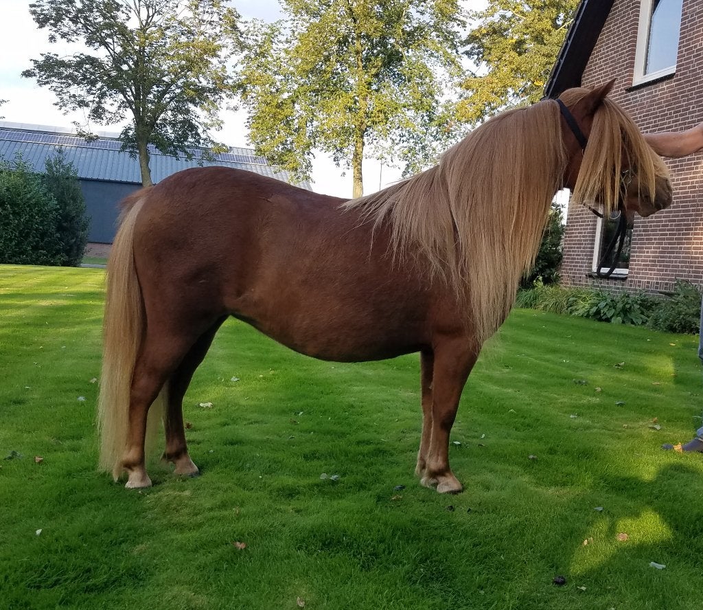 Mooie shetland pony's, Dieren en Toebehoren, Pony's, Met stamboom, 0 tot 2 jaar, A pony (tot 1.17m), Meerdere dieren