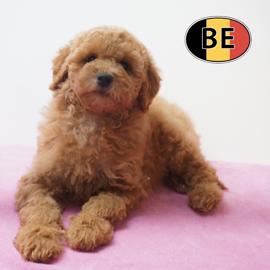 Goldendoodle (moyens et standards) chiots belges, Animaux & Accessoires, Commerçant, Maladie de Carré (chiens), Autres races, 8 à 15 semaines