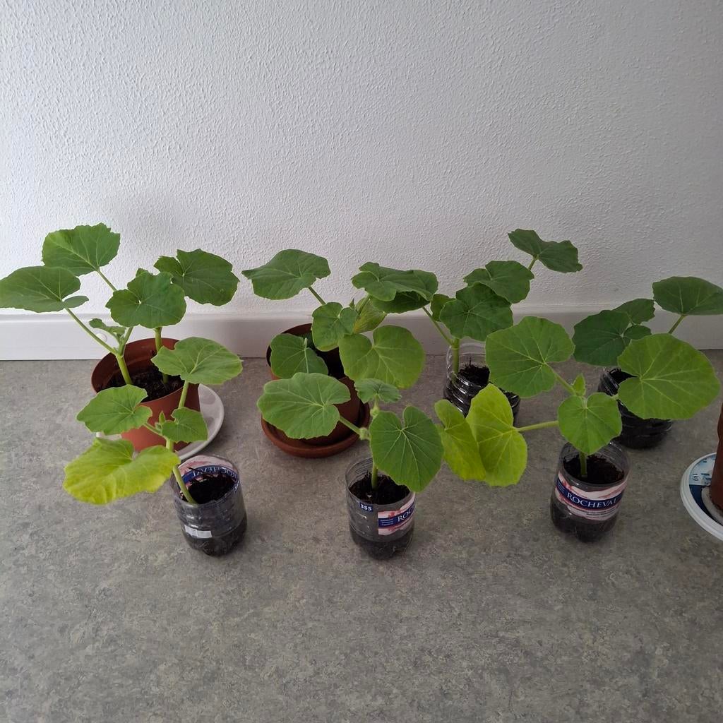 Pompoenplantjes van butternut en kastanje pompoen, Tuin en Terras, Planten | Tuinplanten, Ophalen