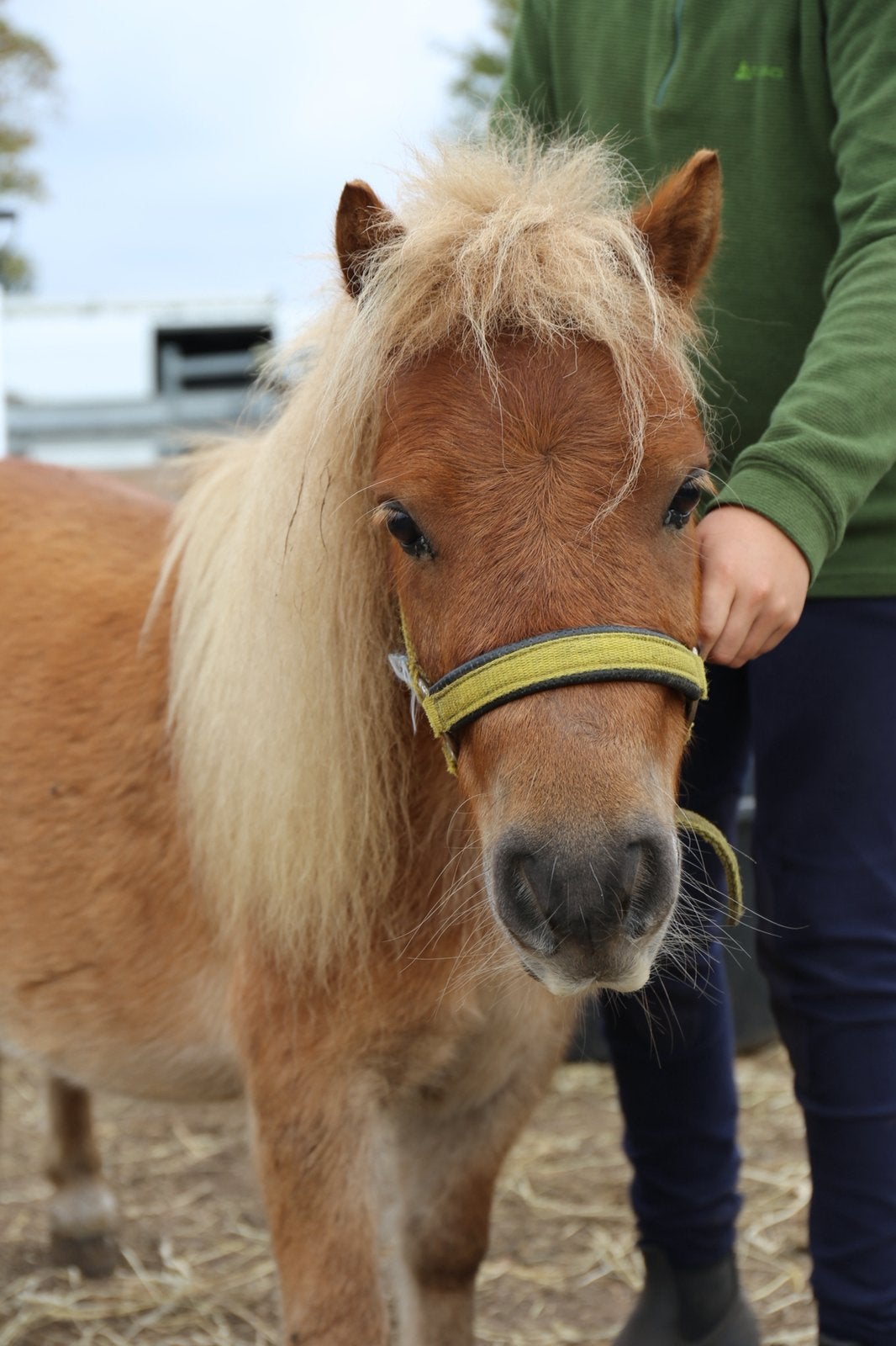 4-jarig shetland ruintje, Dieren en Toebehoren, Ruin, Gechipt, Zadelmak, A pony (tot 1.17m)