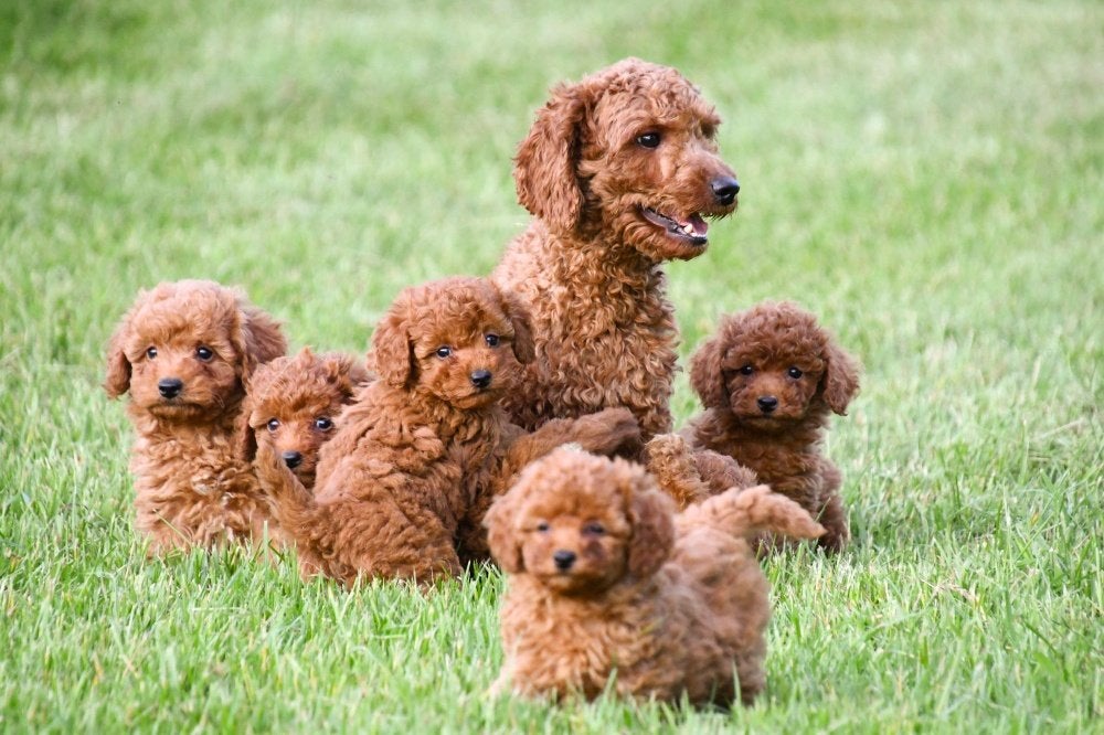 Dwergpoedel pups te koop - Beide ouders aanwezig, Dieren en Toebehoren, Poedel, Parvo, België, 8 tot 15 weken