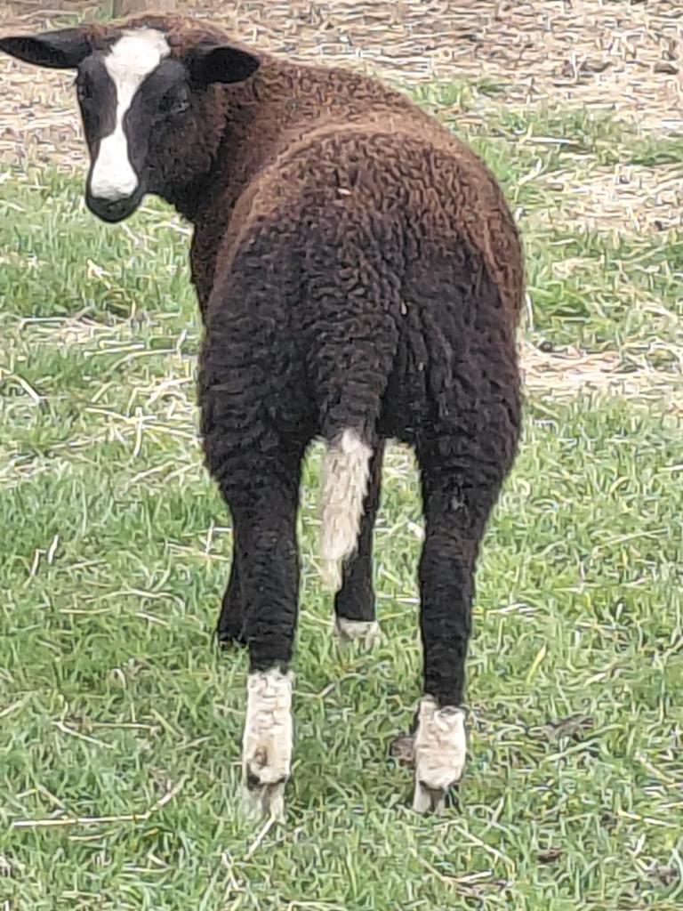 Zwartbles schaap, Dieren en Toebehoren, Schapen, Geiten en Varkens, Vrouwelijk, Schaap, 0 tot 2 jaar