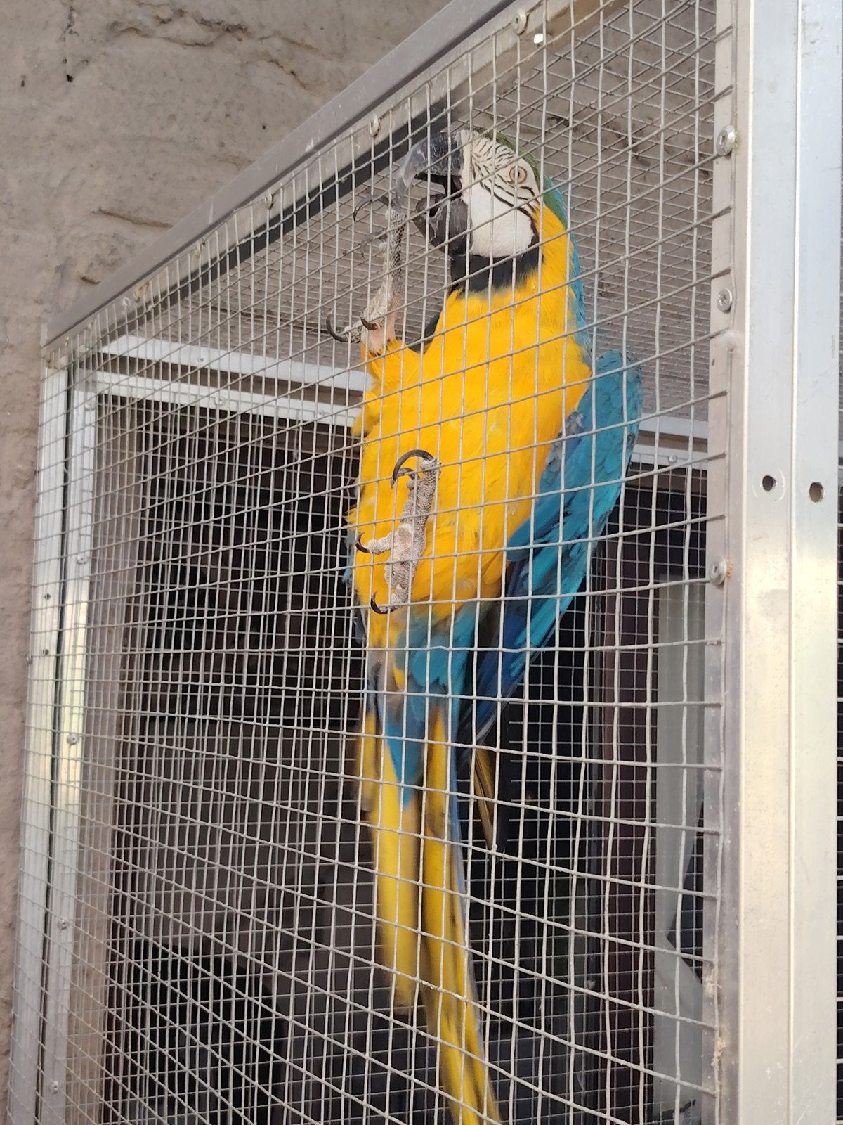 perroquet ara à Herstal 4040, Animaux & Accessoires, Mâle, Perroquet