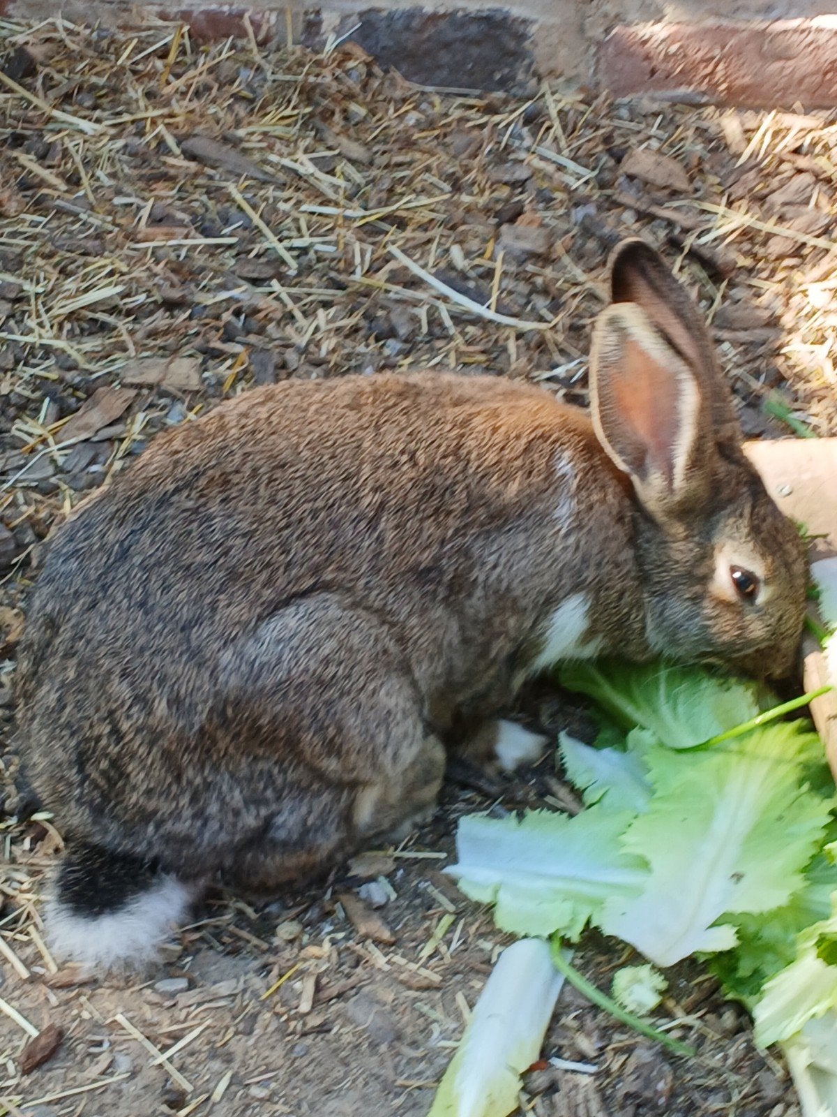 Vlaamse reus man, Dieren en Toebehoren, Konijnen
