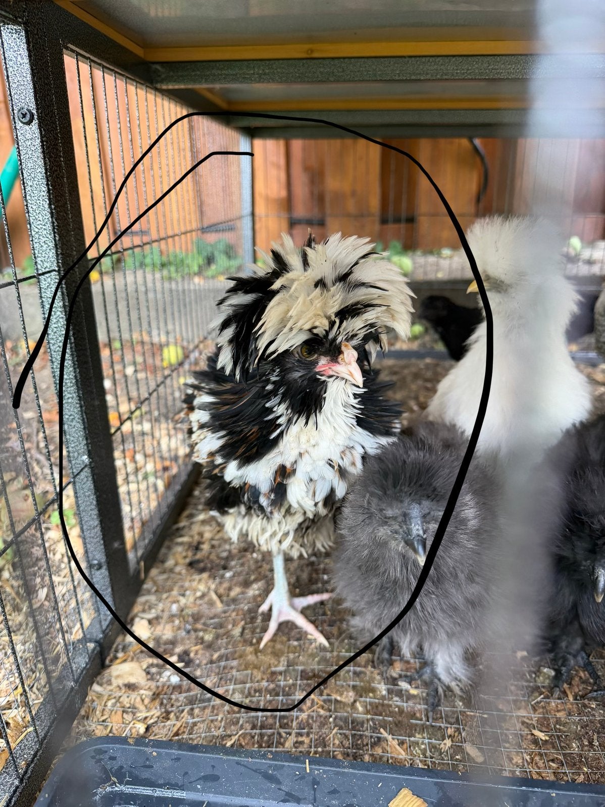 Coq a vendre 1 Padoue frisée et 1 Wyandotte argenté, Enlèvement