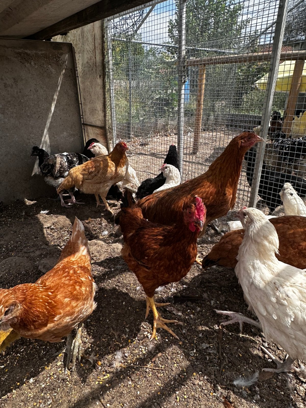 Diverse jonge leghennen en hanen, Meerdere dieren, Kip