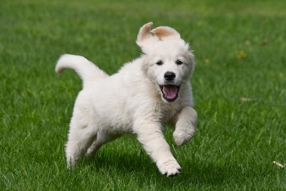 Chiots Golden Retriever à vendre, Animaux & Accessoires, Golden retriever, Chien (mâle), Belgique, Plusieurs