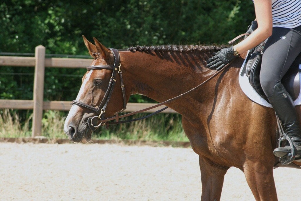 Lieve springmerrie (10Y), ideaal voor overgang pony/paard, Merrie, Springpaard, Met stamboom, M