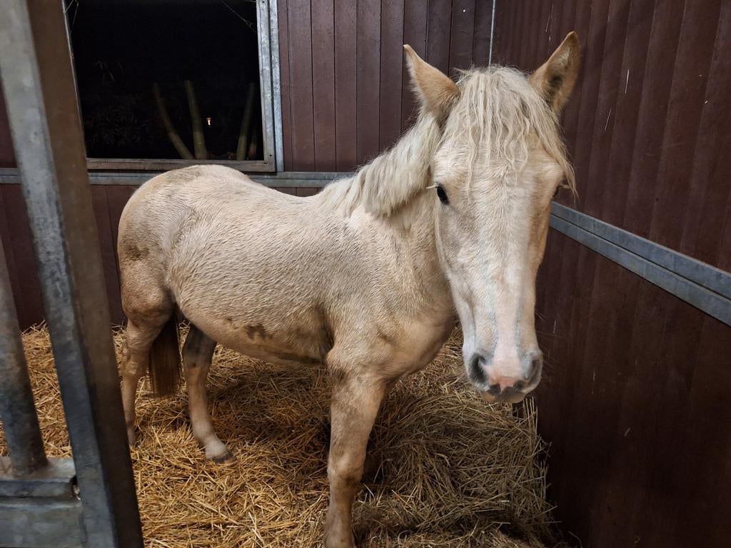 Te koop unieke kruising pony trekpaard merrie van 2jaar, Dieren en Toebehoren, Merrie