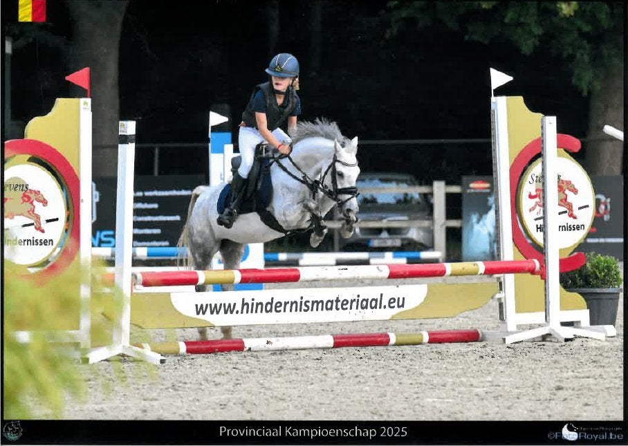 Knappe sportpony Welsh merrie, Poney B (1.17 m à 1.27 m), B, Avec pedigree, Poney de saut