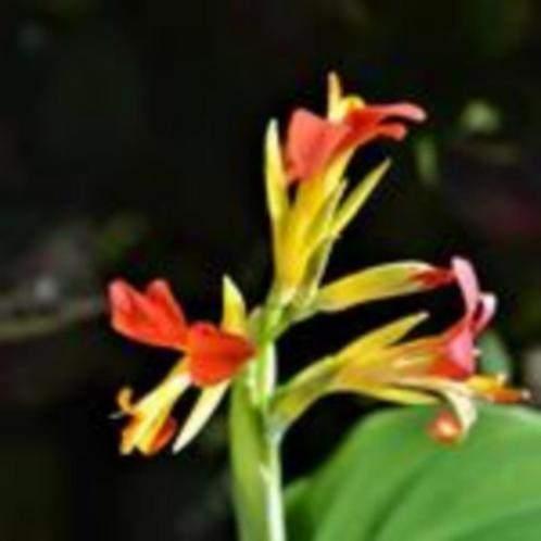frambozenstruik, lavendel,bieslook, canna, melisse estragon, Ophalen, Vaste plant, Halfschaduw, Kruiden