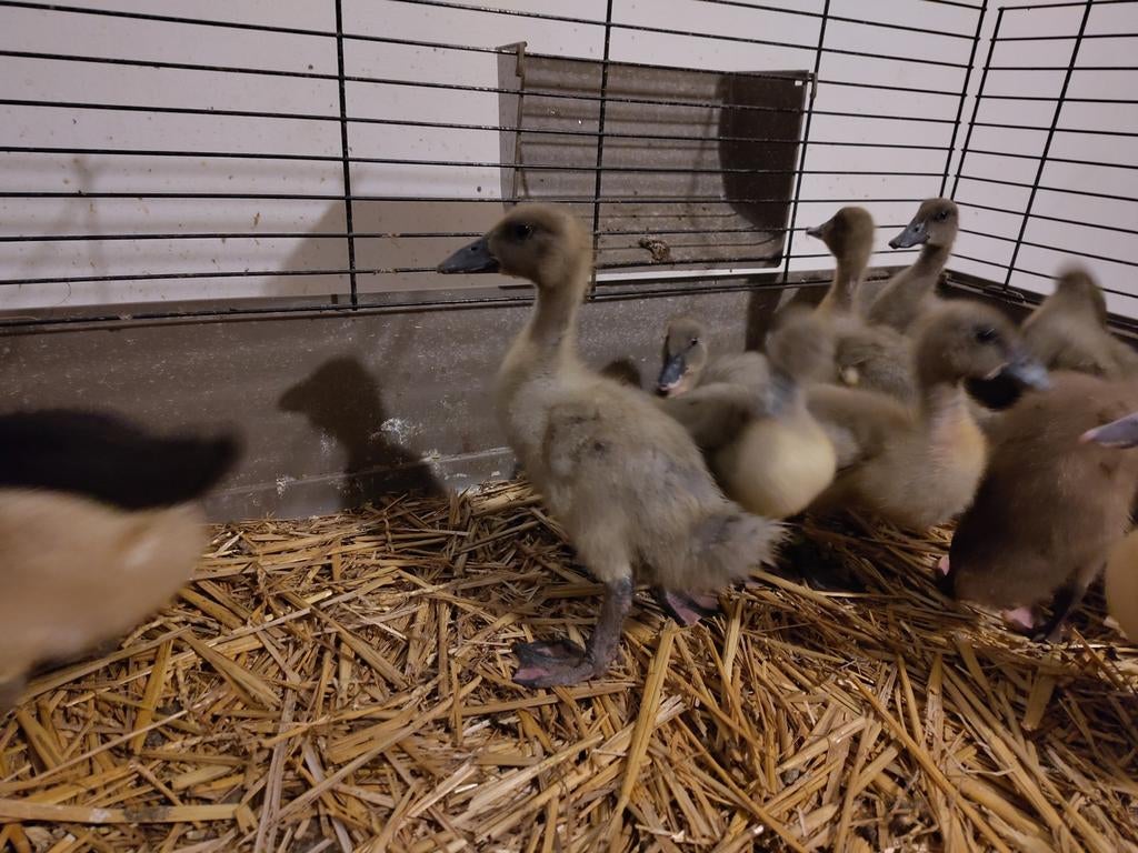 Eendenkuikens Dendermondse eend, Animaux & Accessoires, Volatiles, Plusieurs animaux, Canard