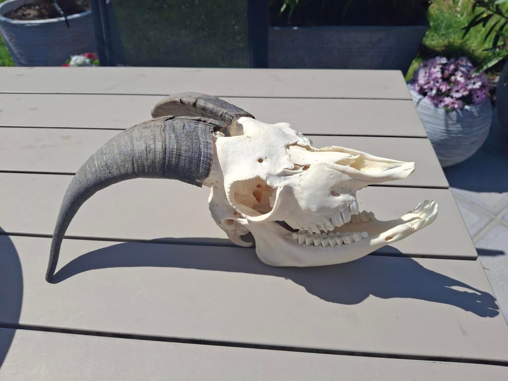Schedel geit bok, Verzamelen, Dierenverzamelingen, Ophalen, Schedel