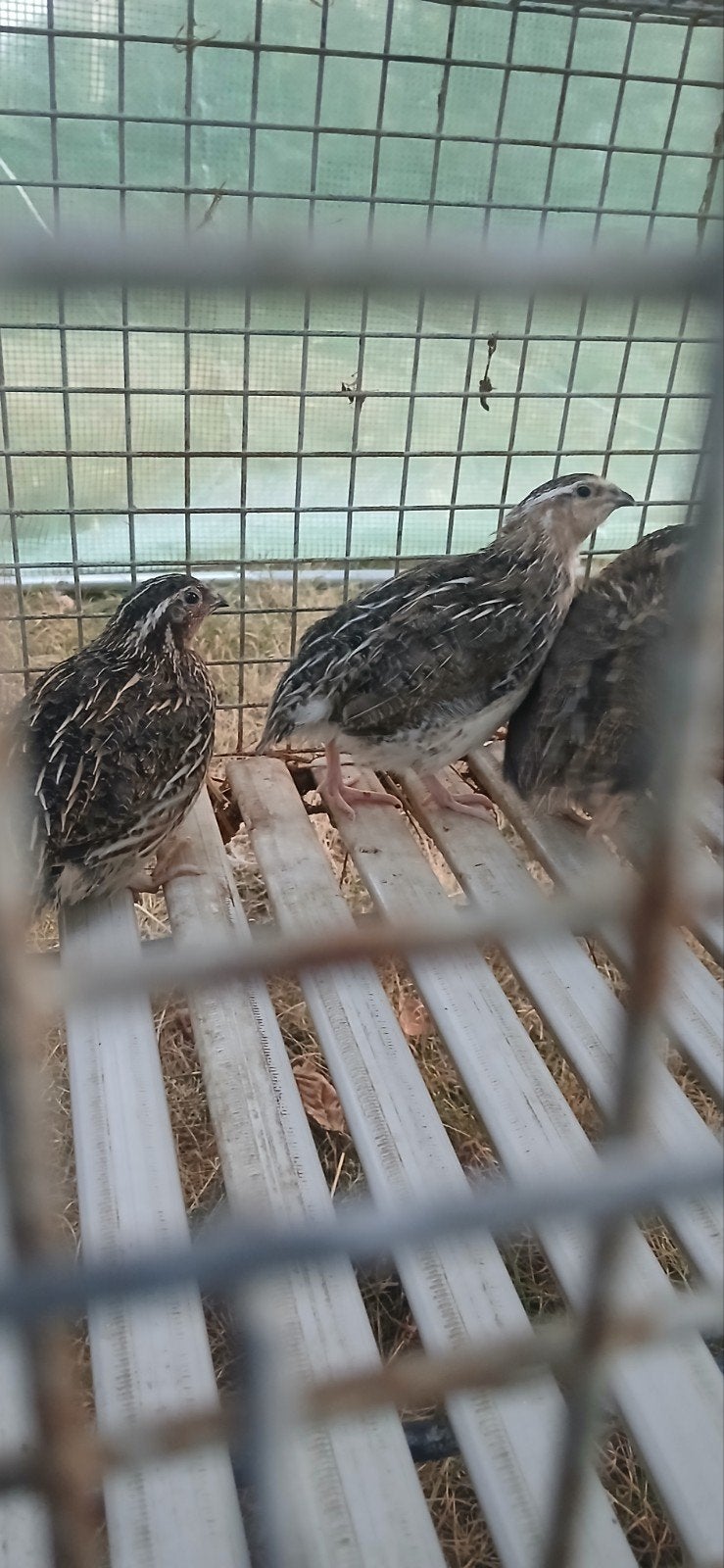 japanse kwartel haantjes, Dieren en Toebehoren, Pluimvee