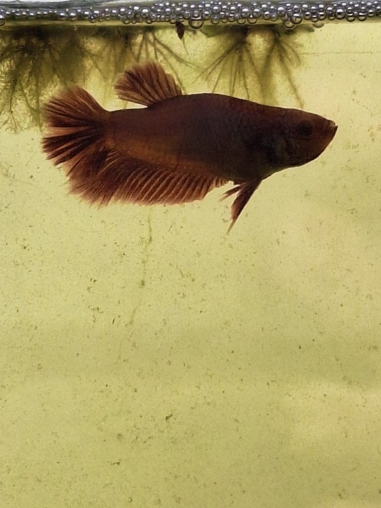 Betta, platy's en guppies te koop., Dieren en Toebehoren, Vis, Zoetwatervis