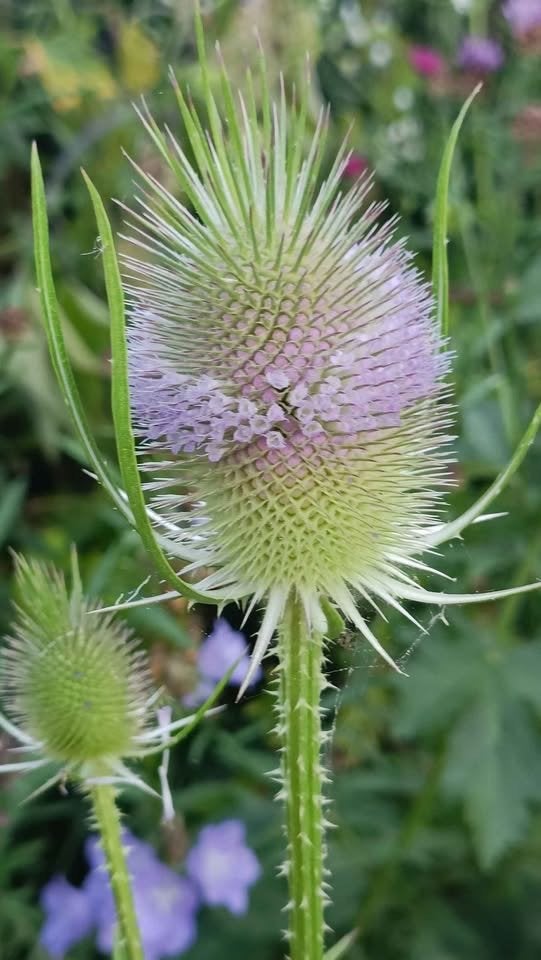 Grote kaardenbol planten, hommel/ putter plant , bloei volg, Tuin en Terras, Ophalen, Vaste plant, Overige soorten, Halfschaduw