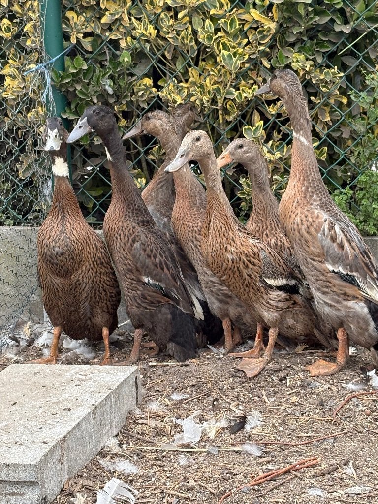 Indische loopeenden, Plusieurs animaux, Canard