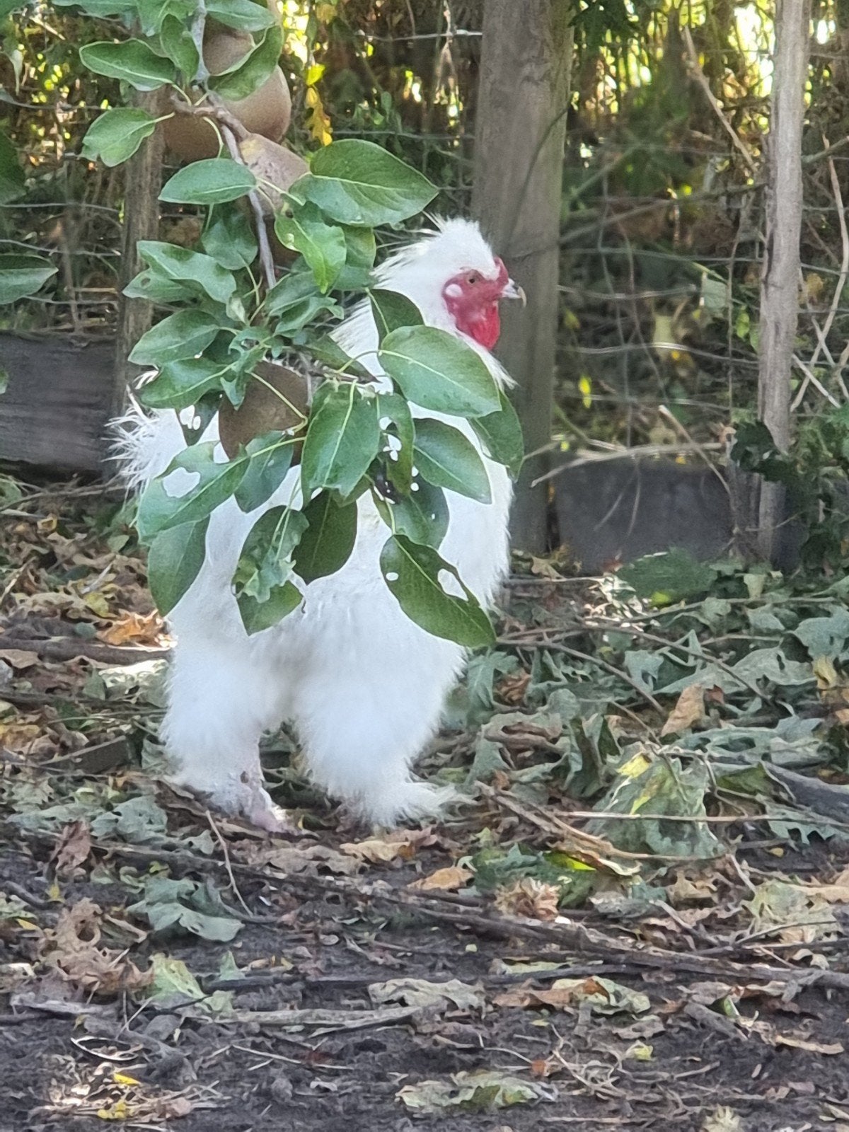 zijdehoen haan, Dieren en Toebehoren, Mannelijk, Kip