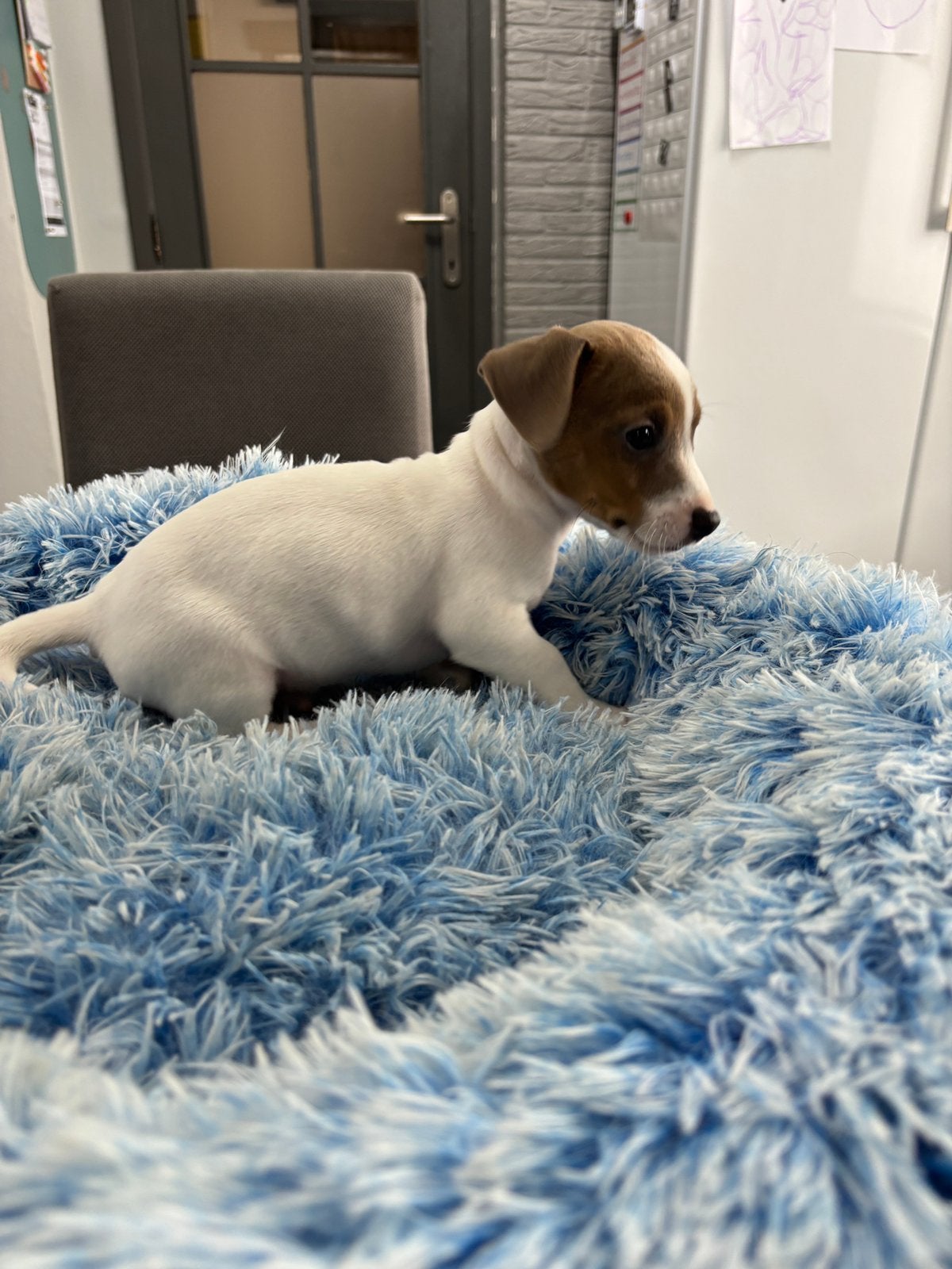 Kortpotige jack russel pups uit geteste ouders, Maladie de Carré (chiens), Chien (mâle), Belgique, 8 à 15 semaines