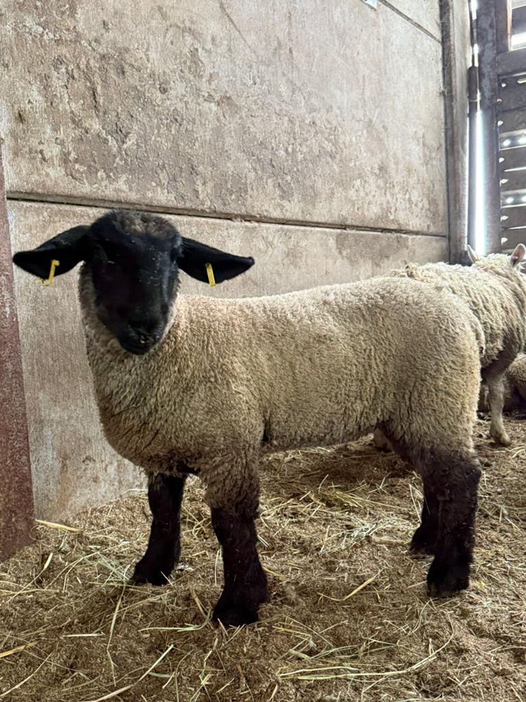 Mooie rammen te koop, Dieren en Toebehoren, Schapen, Geiten en Varkens, Mannelijk, Schaap, 0 tot 2 jaar