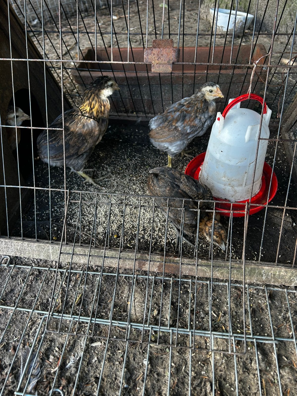 araucana hennen te koop, Dieren en Toebehoren, Pluimvee, Vrouwelijk, Kip