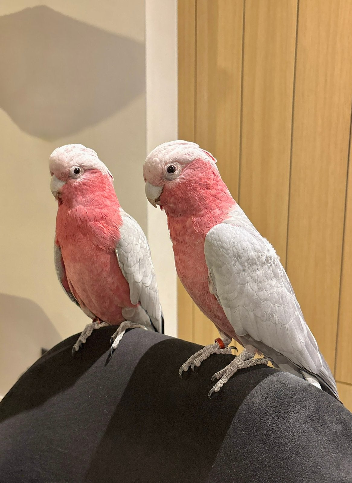 2 supertamme rosé kaketoe mannen, Dieren en Toebehoren, Mannelijk, Papegaai, Pratend
