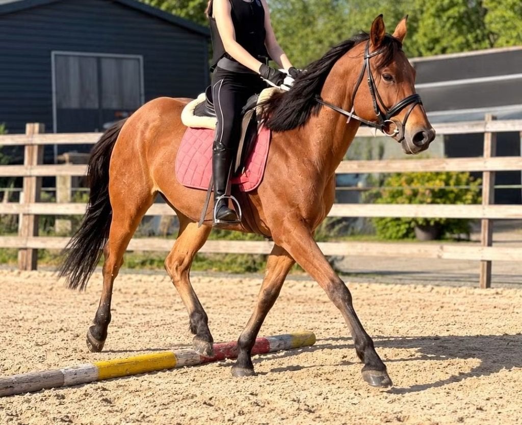 Pony, Animaux & Accessoires, 11 ans ou plus, Poney de récréation, Poney D (1.37 m à 1.48m), Ne s'applique pas