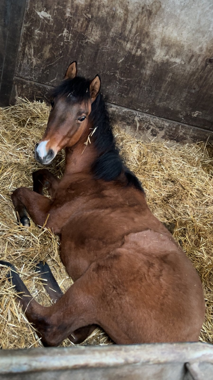 AQHA jaarling hengst, Dieren en Toebehoren, Paarden, Hengst