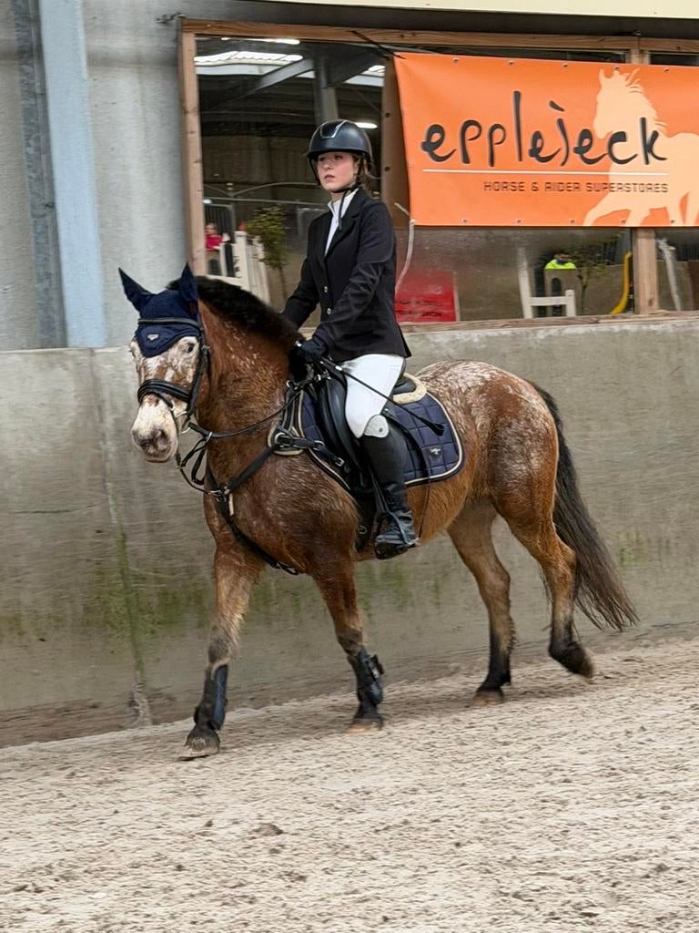 Te koop c-pony merrie, Animaux & Accessoires, Poneys, Vermifugé, Poney C (1.27 m à 1.37m), 11 ans ou plus, Poney de saut