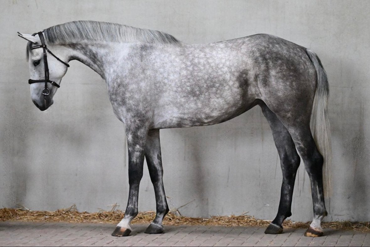 Springpaarden te koop, Dieren en Toebehoren, Meerdere dieren, Zadelmak, Springpaard, Met stamboom