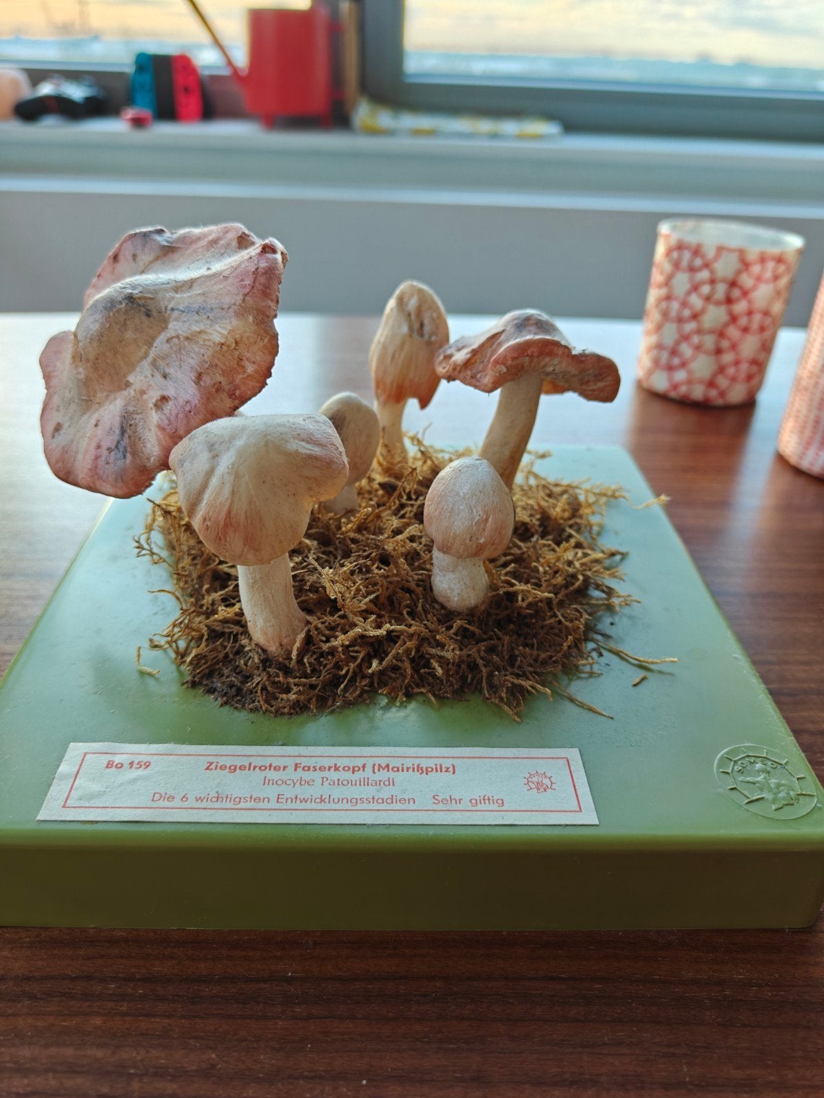 Somso botanisch model paddenstoel- Ziegelroter FaserKopf, Ophalen of Verzenden