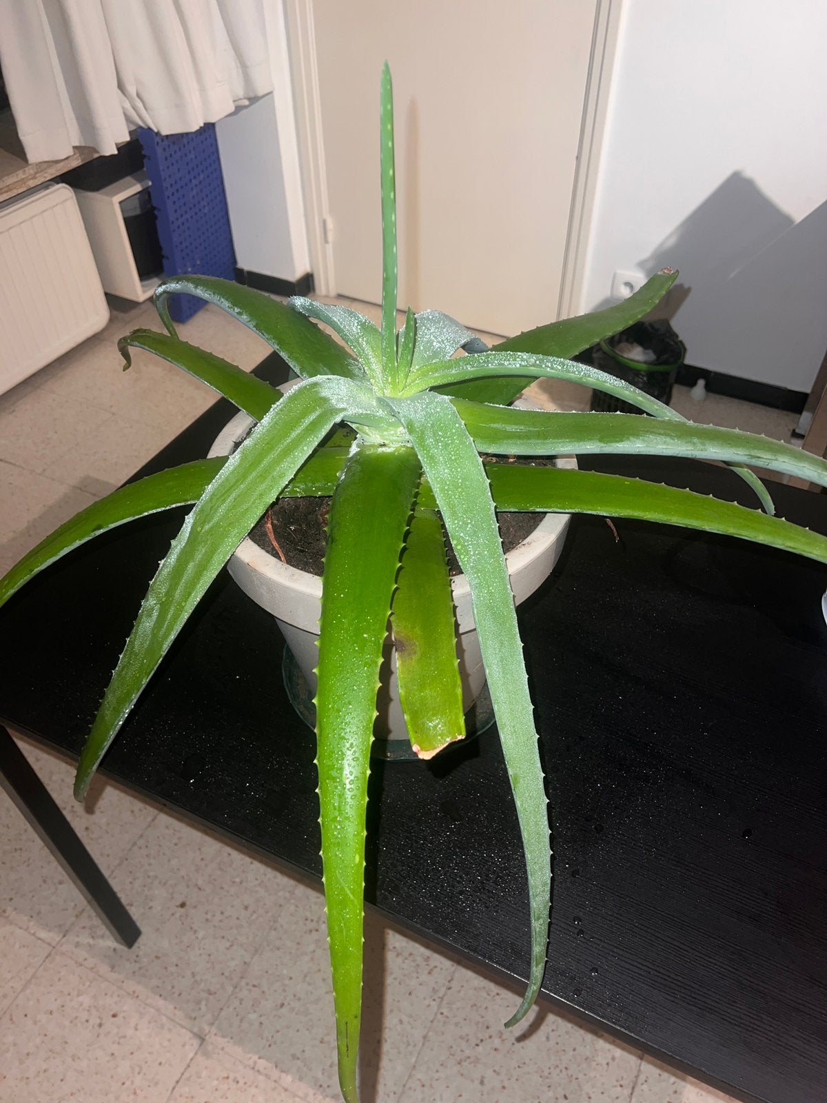 4 grote planten – 3cactussen en aloë vera, Tuin en Terras, Ophalen