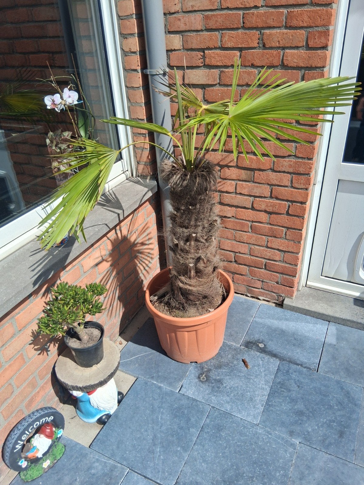 palmboom, Ophalen, Palmboom