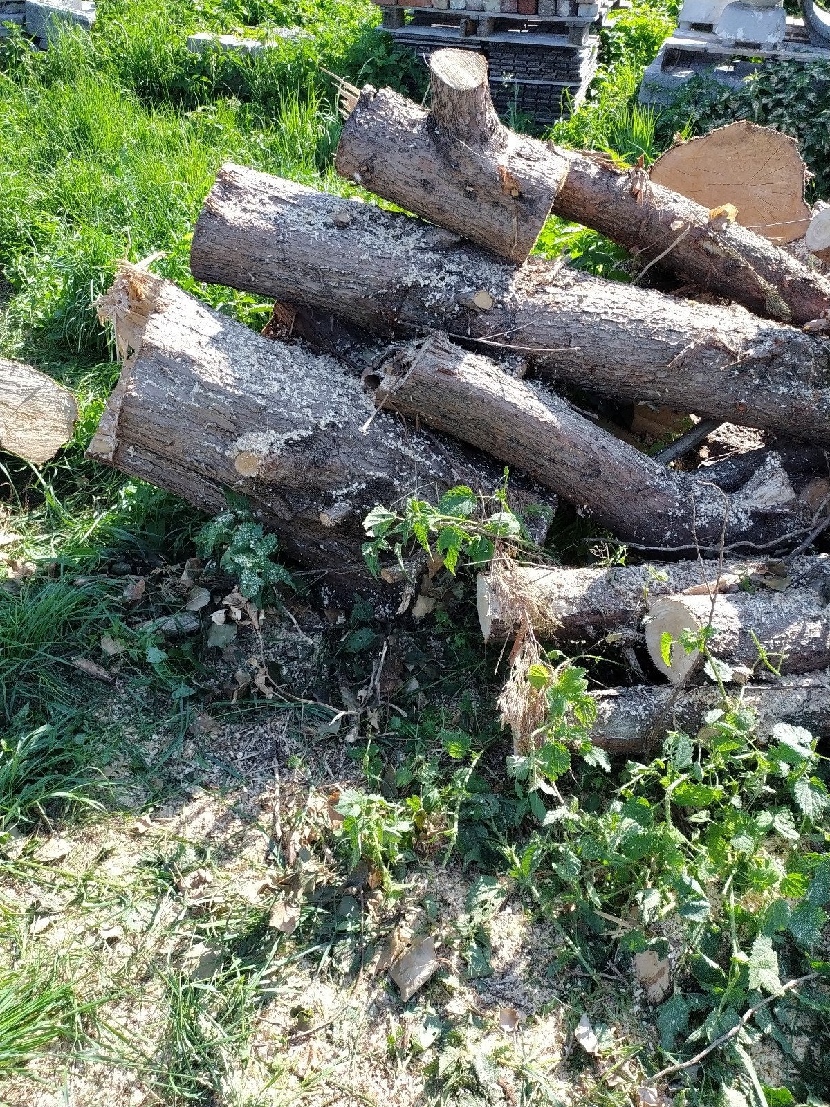 Nog te verzagen brandhout, Tuin en Terras, Brandhout, Ophalen, Stammen