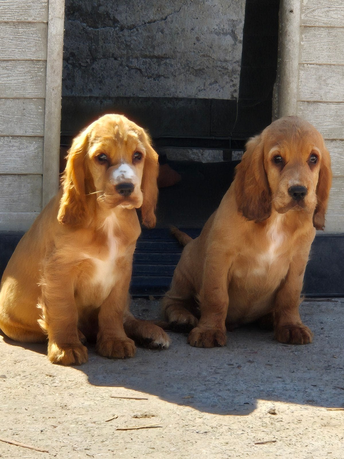 Engelse Cocker Spaniël pups, België, Fokker | Hobbymatig, CDV (hondenziekte), 8 tot 15 weken