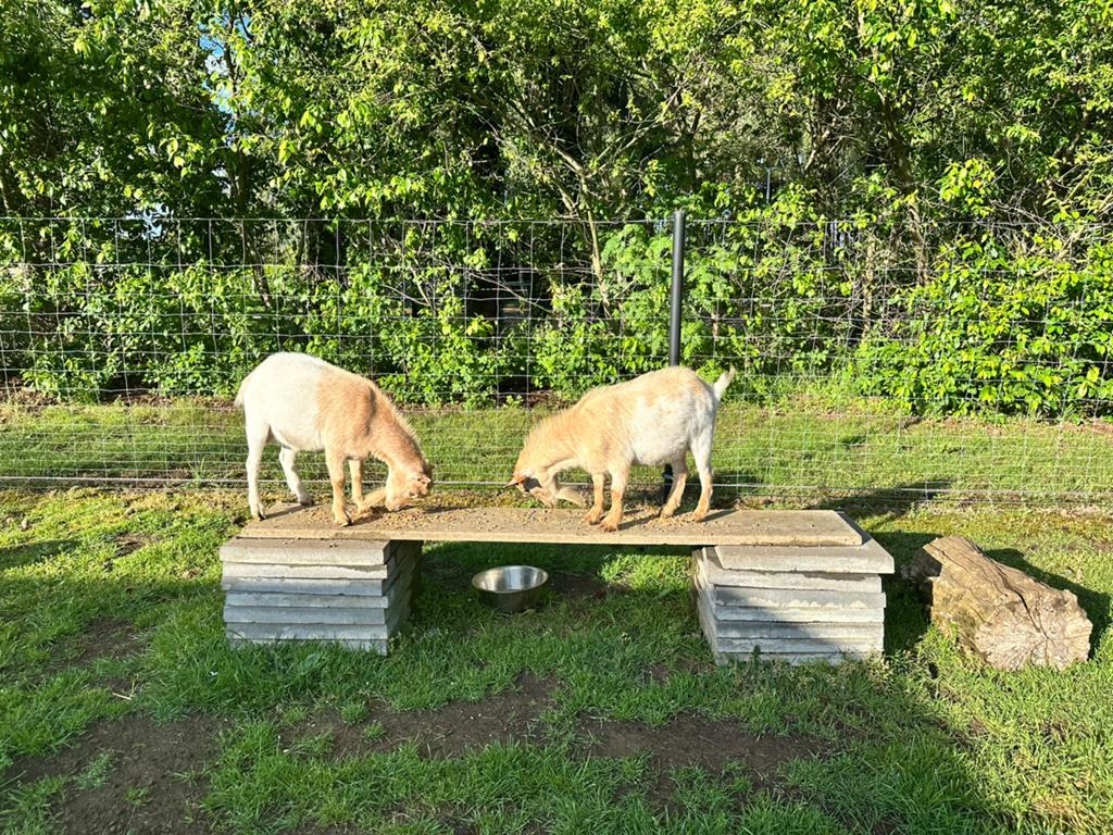 Hoornloze handtamme dwerggeitjes, Plusieurs animaux, Chèvre, 0 à 2 ans