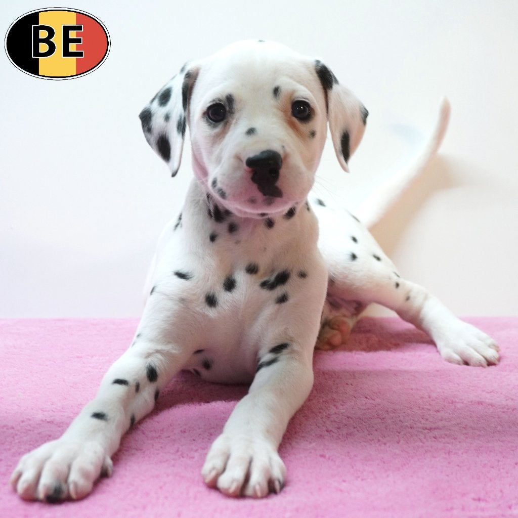 Dalmatien - joueur et mignon (chiots belges), Commerçant, Dalmatien, Maladie de Carré (chiens), 8 à 15 semaines