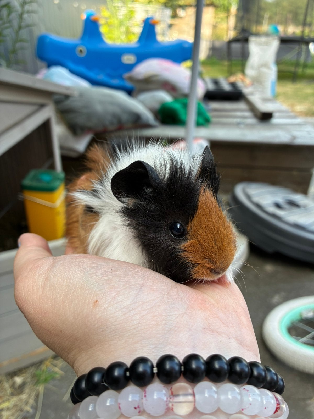 Mannelijke cavia, Animaux & Accessoires, Rongeurs, Mâle, Juin, Domestique, Cobaye