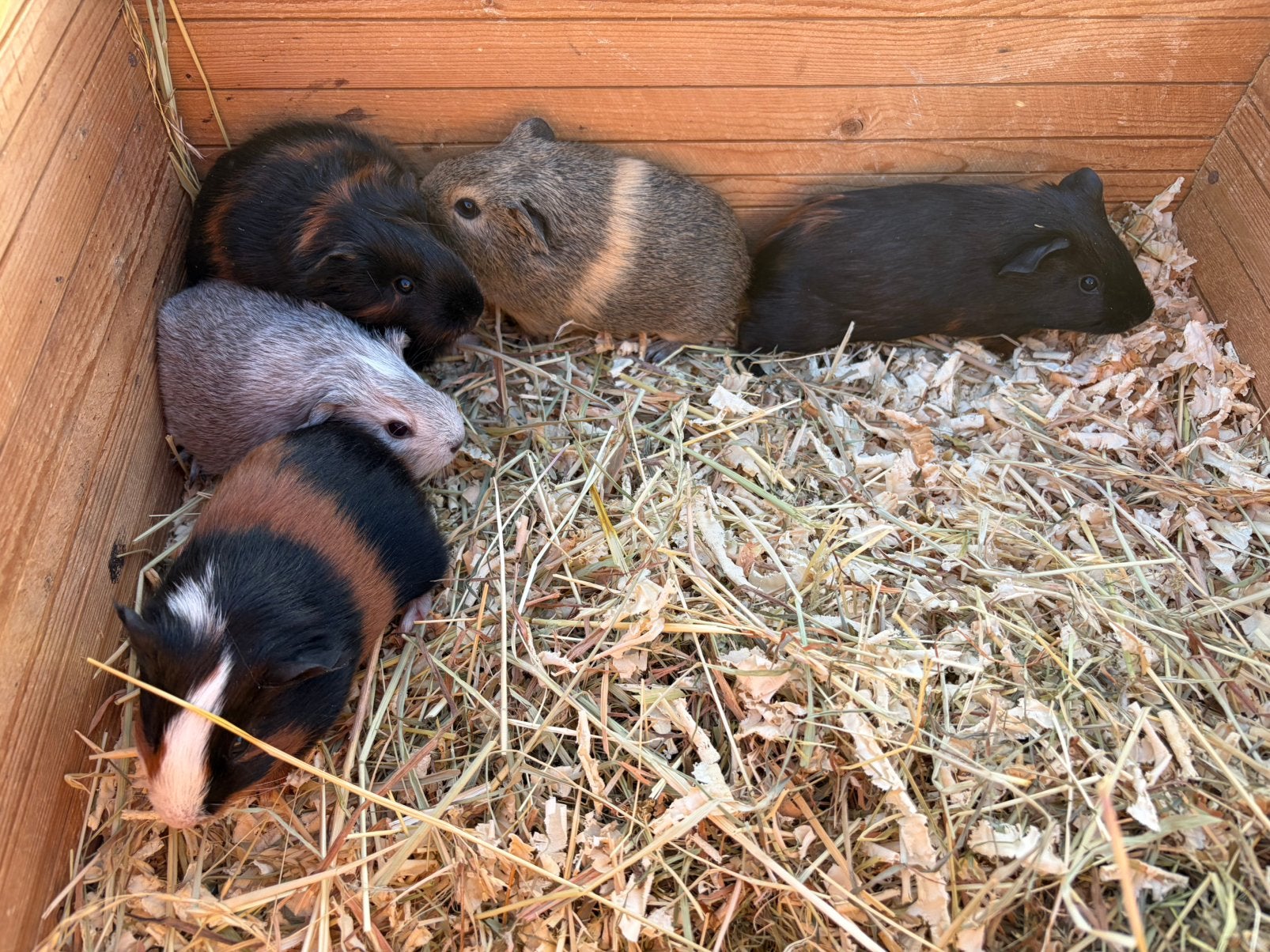 3 Jonge cavia zeugjes en 1beer, Dieren en Toebehoren, Cavia, Meerdere dieren, Tam, September