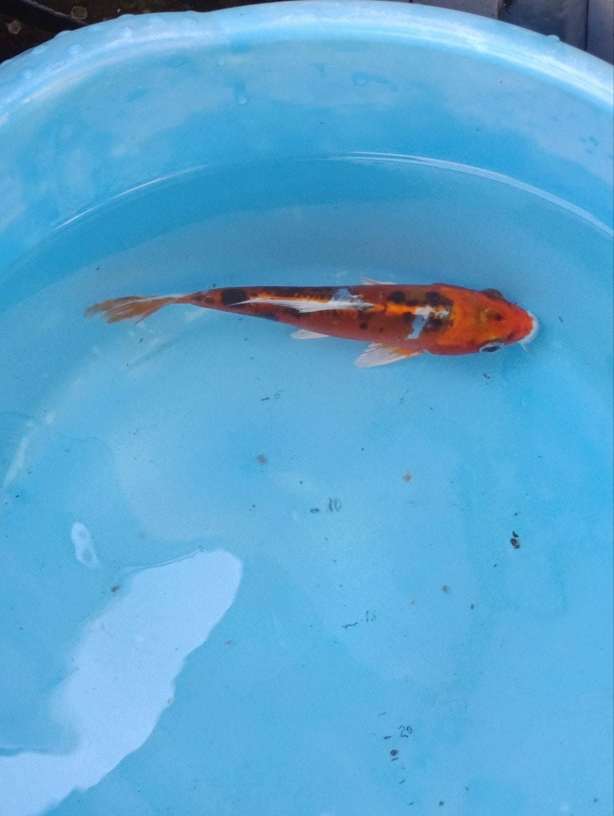 Japanse koi, Dieren en Toebehoren, Vissen | Vijvervissen