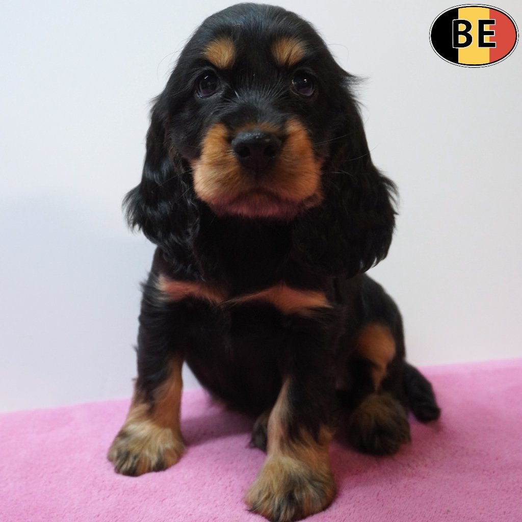 Engelse Cocker, zwart & black and tan - pups te koop, België, CDV (hondenziekte), 8 tot 15 weken, Meerdere