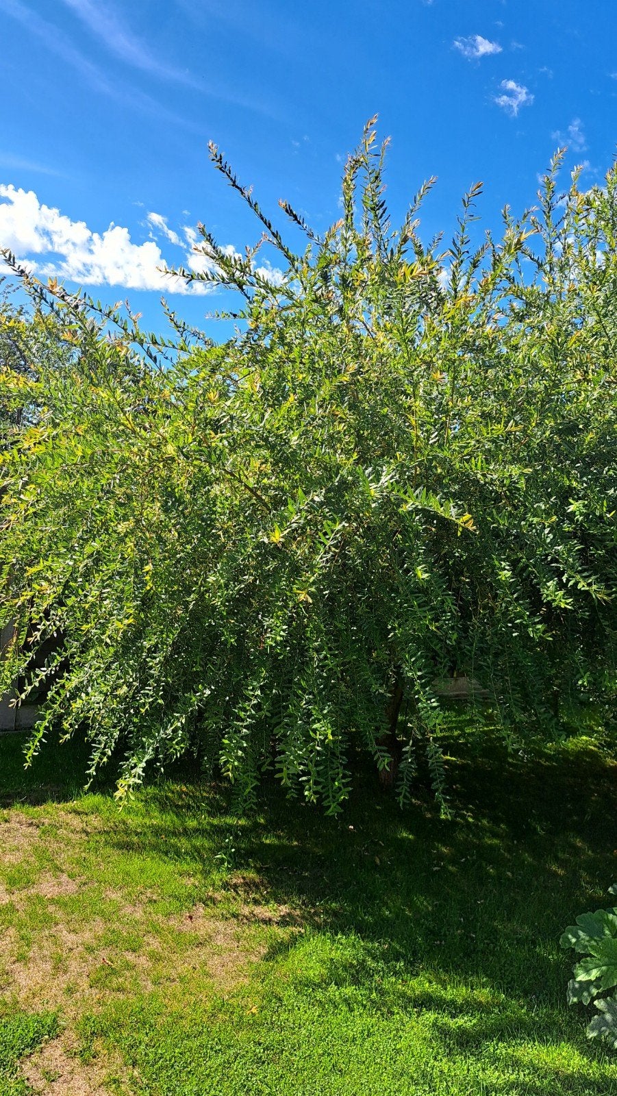 salix integra 'flamingo' boom. Gratis af te halen, Overige soorten, Lente, 100 tot 250 cm, Ophalen