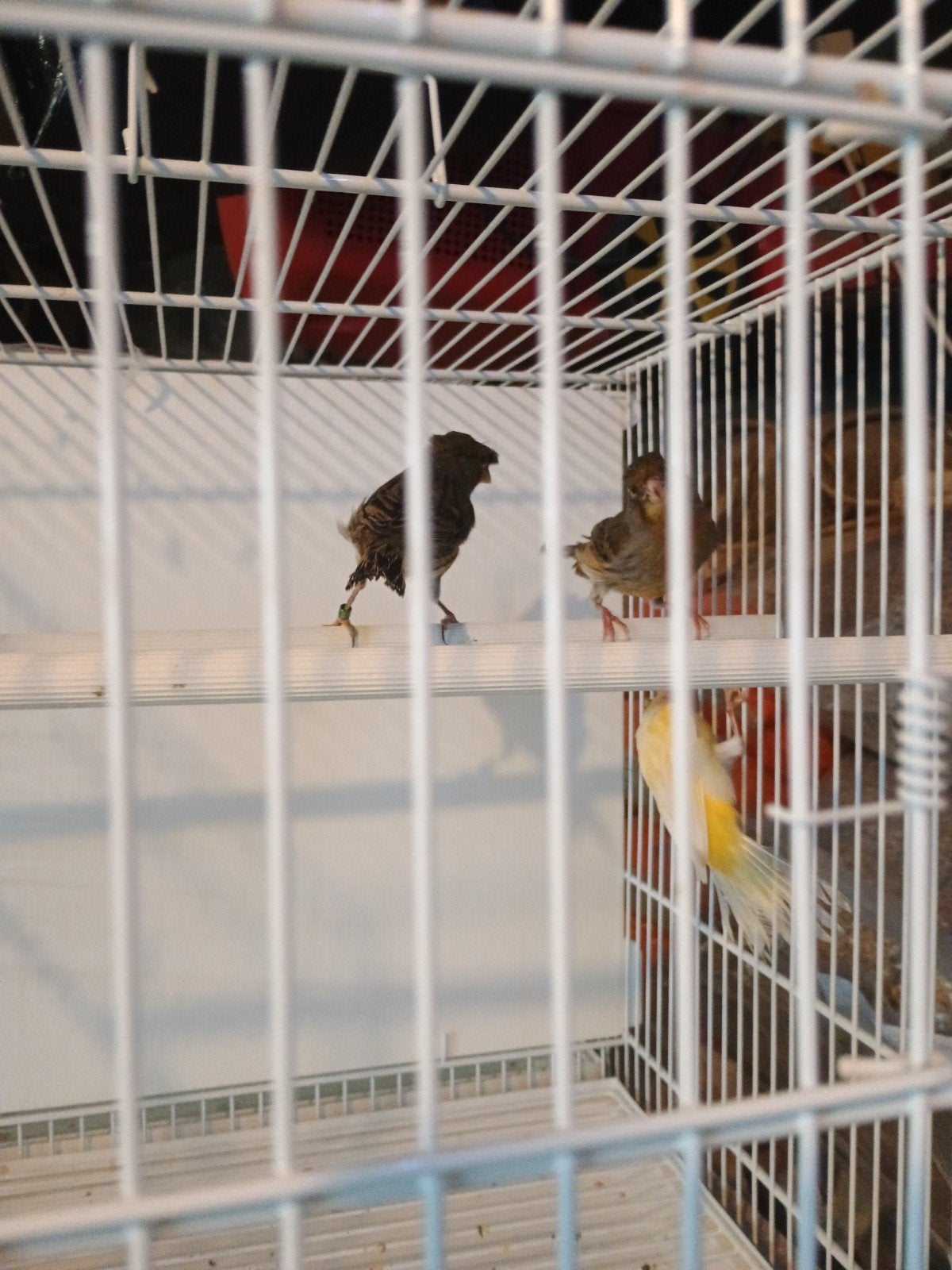 3x kanarie te koop, Dieren en Toebehoren